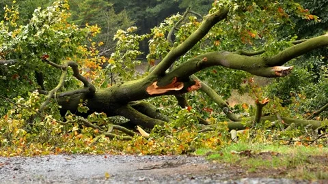 A windbroken tree on a forest path 4k 25fps video Stock-Footage 317889280
