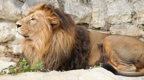 Winded Asian lion in soft light, side view, calm lying on stone wall background Stock Footage 46323992