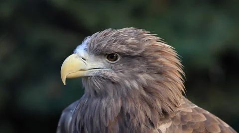 Winded floss on beak of white-tailed sea eagle or erne, Haliaeetus albicilla Stock Footage 46851997