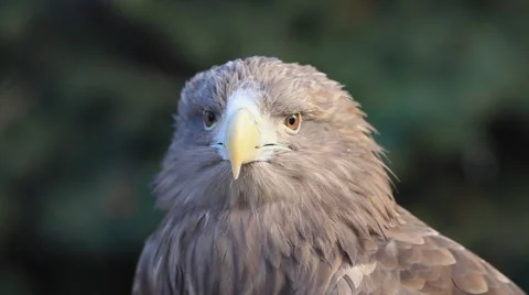 Winded head of white-tailed sea eagle or erne, Haliaeetus albicilla, Stock Footage 46463864