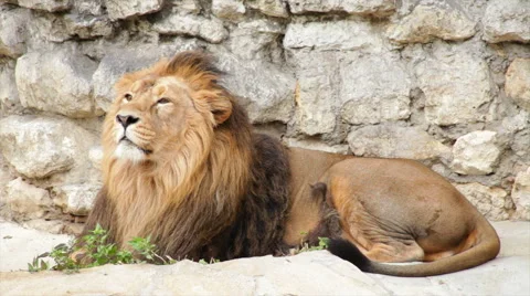 Winded lion in soft light, full-length view, calm lying on stone wall background Stock-Footage 46324390