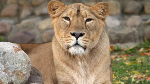 Winded lioness, lying on boulder and green grass with fallen leaves background. Stock Footage 46273189