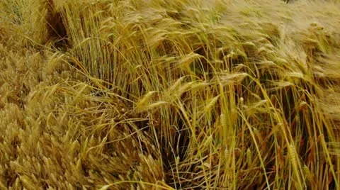 Windenergy Stock Footage 11300494