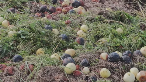 Windfall apples decaying on the grassy ground of an orchard. Many are rotten Stock Footage 345601208