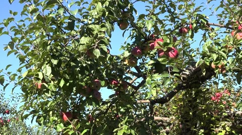 Windfall apples lie on soil and apple tree branches full of ripe red fruits. 4K Stock Footage 67330525