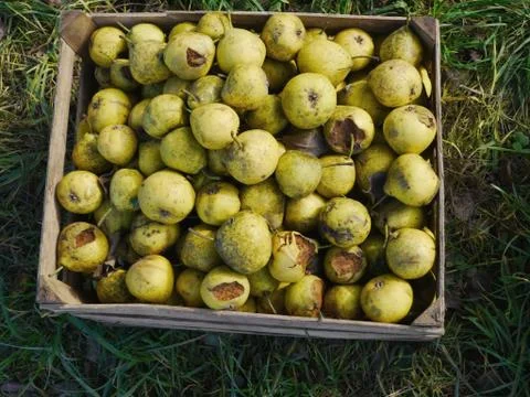 Windfall apples Stock Photos