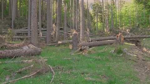 Windfall in forest. Storm damage 動画素材 131075129