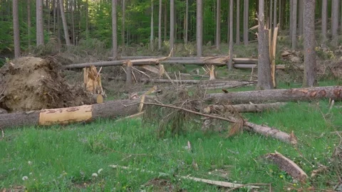 Windfall in forest. Storm damage Stock Footage 131075399