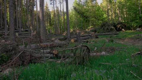 Windfall in forest. Storm damage Video stock 131075650