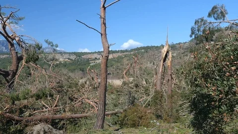 Windfall in forest. Storm damage. Phaselis park Turkey Stock Footage 108032859