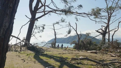 Windfall in forest. Storm damage. Phaselis park Turkey Stock Footage 108033119