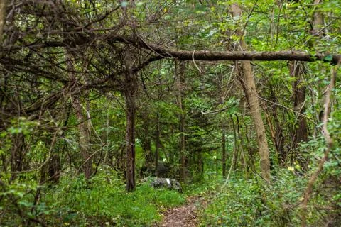 Windfall In Forest, Storm Damaged Trees. Stock Photos