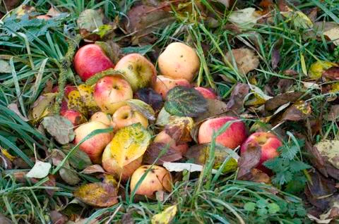 Windfall Stock Photos