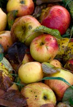 Windfall Stock Photos