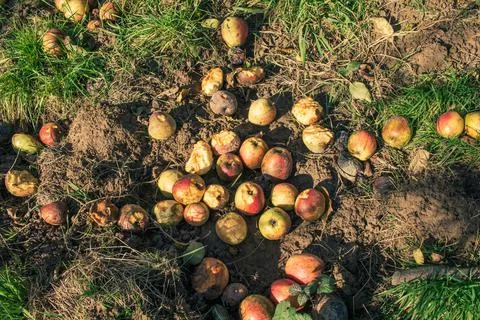 Windfalls - apples on meadow Stock Photos