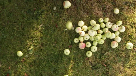 Windfalls, Sweden. Stock Footage 51823815