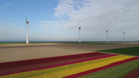 Windfarm and bulb fields in the Netherlands Stock Footage 289951296
