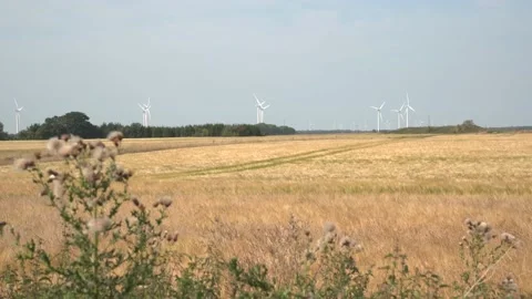 Windfarm over fields of waving wheat Видео 137109005