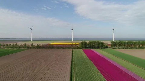 Windfarm surrounded by blooming bulb fields  in the Netherlands Stock Footage 289952337