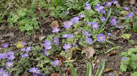 Windflower (Anemone blanda) Stock Footage 12456662