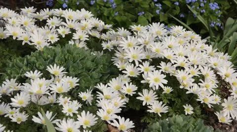 Windflower (Anemone blanda) Stock Footage 13985222