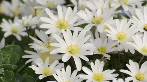 Windflower (Anemone blanda) Stock Footage 13985403