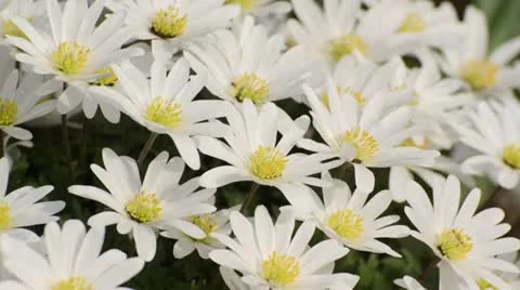 Windflower (Anemone blanda) Stock Footage 13985575