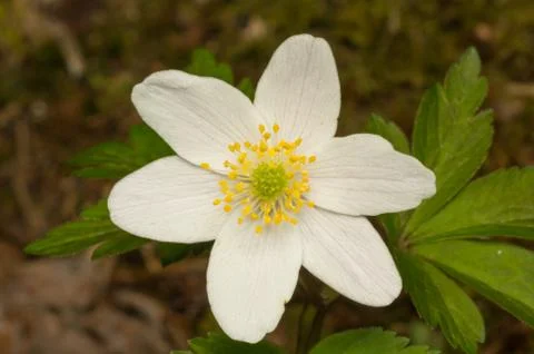 Windflower in full bloom Foto stock