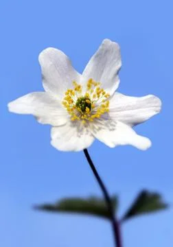 Windflower Stock Photos