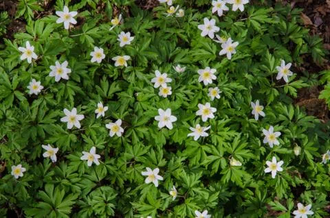 Windflowers floor Stock Photos