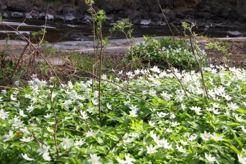 Windflowers in forest Stock Photos