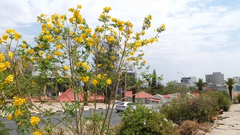 Windhoek landscape, flowers view, Namibia, Africa in 4K Stock Footage 90778884