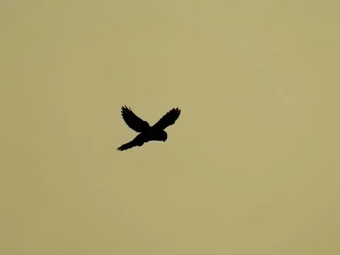 Windhover's Shadow Stock Photos