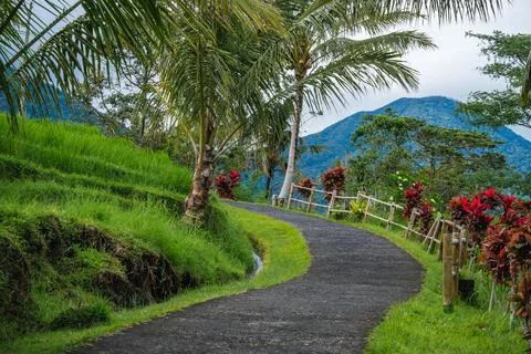 Winding Asphalt Path Through Tropical Paddies and Peaks Stock Photos