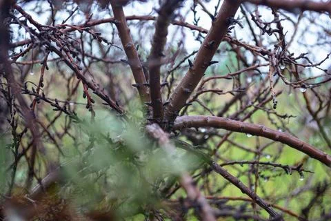 Winding brown branches of a leafless tree close-up Stock-Fotos