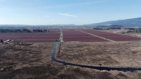 A Winding Canal Cuts Through Expansive Cranberry Fields and Marshy Land in Pitt Stock Footage 333517073