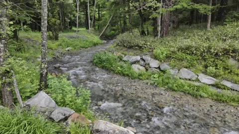 Winding Clear Stream in Forest Stock Footage 330928594