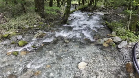 Winding Clear Stream in the Forest Stock Footage 334174691