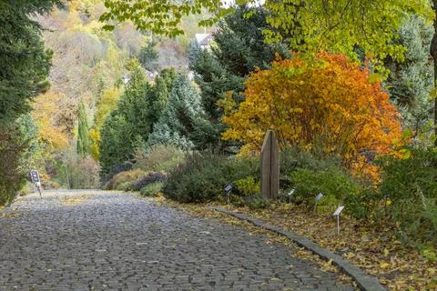 Winding cobblestone path through botanical garden in autumn Foto stock
