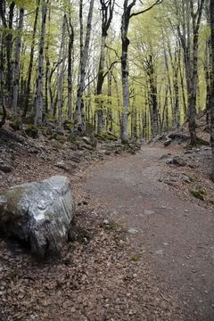 Winding dirt forest path through spring woods Stock Photos