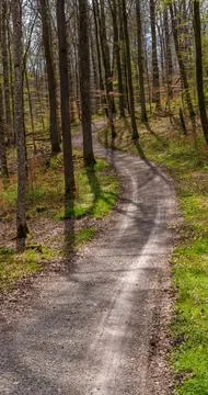 A winding dirt path cuts through the lush deciduous forest Stock Photos