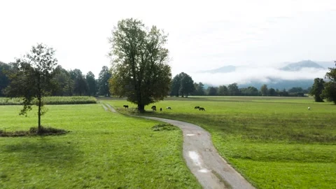 A winding dirt path cutting through a vast, green field, with ponies grazing. Stock Footage 287115148