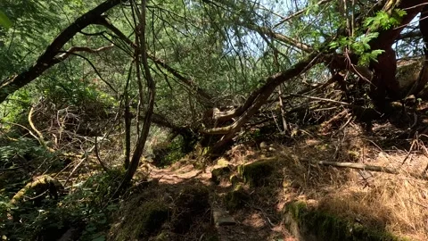 A winding dirt path cutting through a dense, sunlit forest Stock Footage 346294679