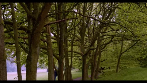 A winding dirt path leads through a dense forest with tall trees and lush green Stock Footage 326369128