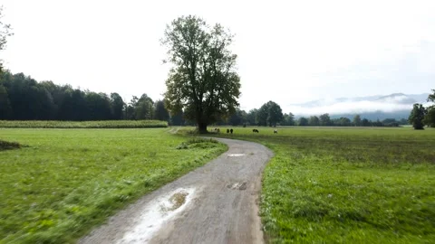 Winding dirt path with puddles leads through lush green fields under bright sky. Stock Footage 287115238