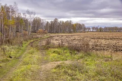 Winding dirt path separating plowed field from birch forest under overcast sky Stock Photos