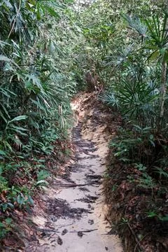 Winding dirt path through dense green foliage Stock Photos