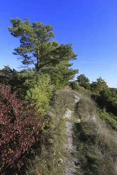 Winding dirt path through a forest on a clear sunny day with blue sky Stock Photos