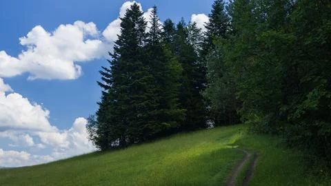 Winding Dirt Path Through Green Meadow Toward Dense Forest Under Blue Sky Photos