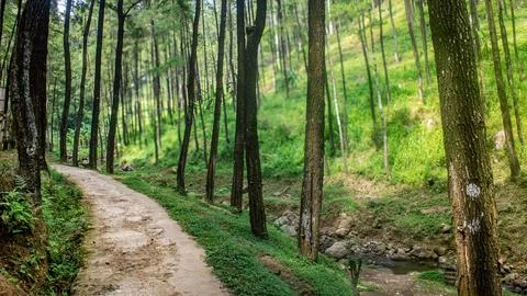 A winding dirt path through a lush, green pine forest with a small stream r.. Stock Photos